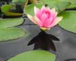 Pink Waterlily 2