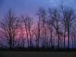 untitled (treeline sunset)