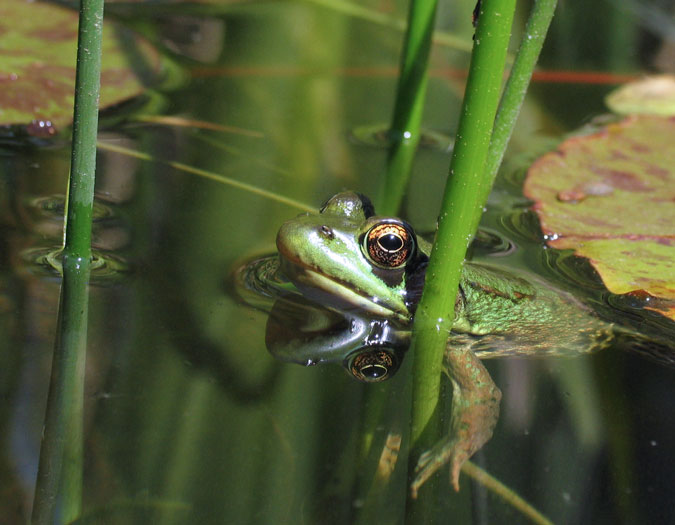Tributes and Other Regalia