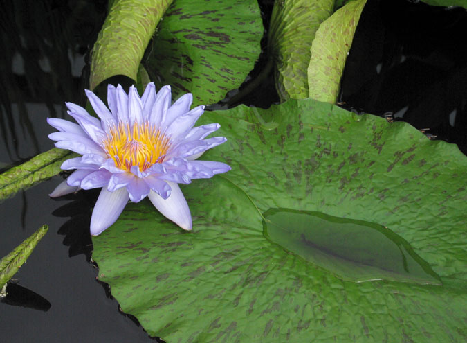Lavender Water Lily
